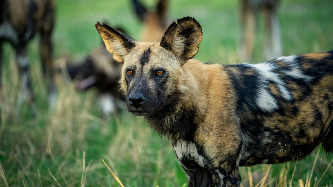 Vild hund i Zimbabwe