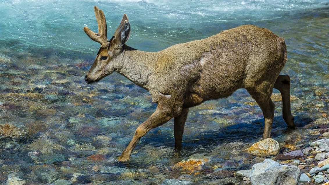 Carretera Austral - episk Patagonien-roadtrip