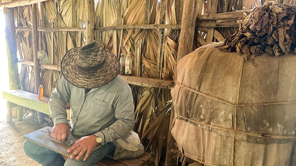 Cigar-rulning, Viñales, Cuba