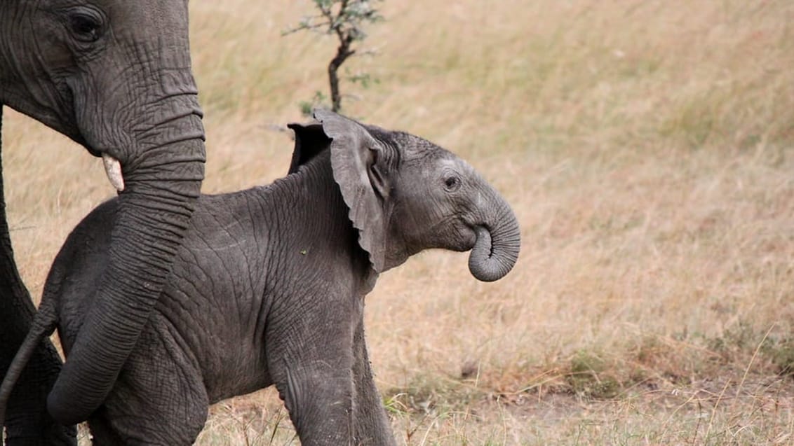 Elefantunge, Masai Mara