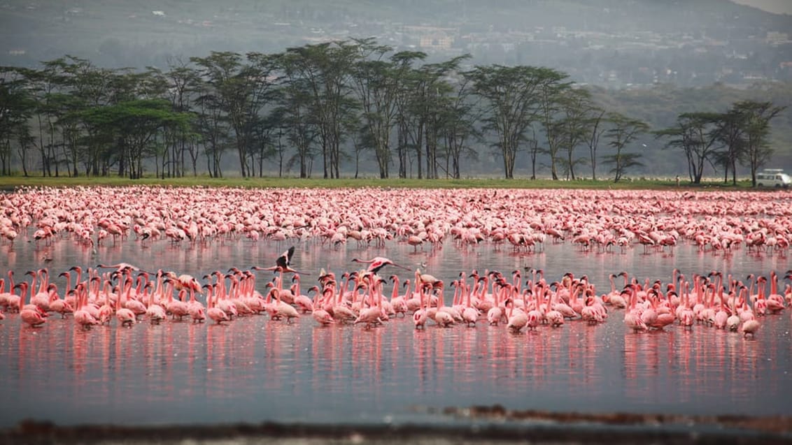Flamingo flok, Lake Nakuru