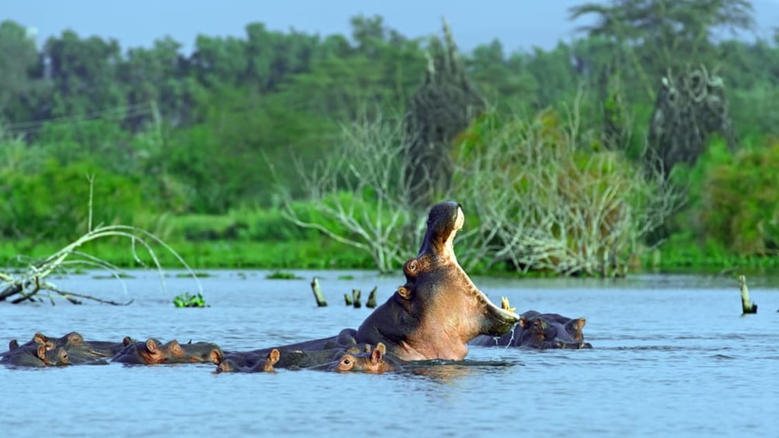 Flodheste, Lake Naivasha