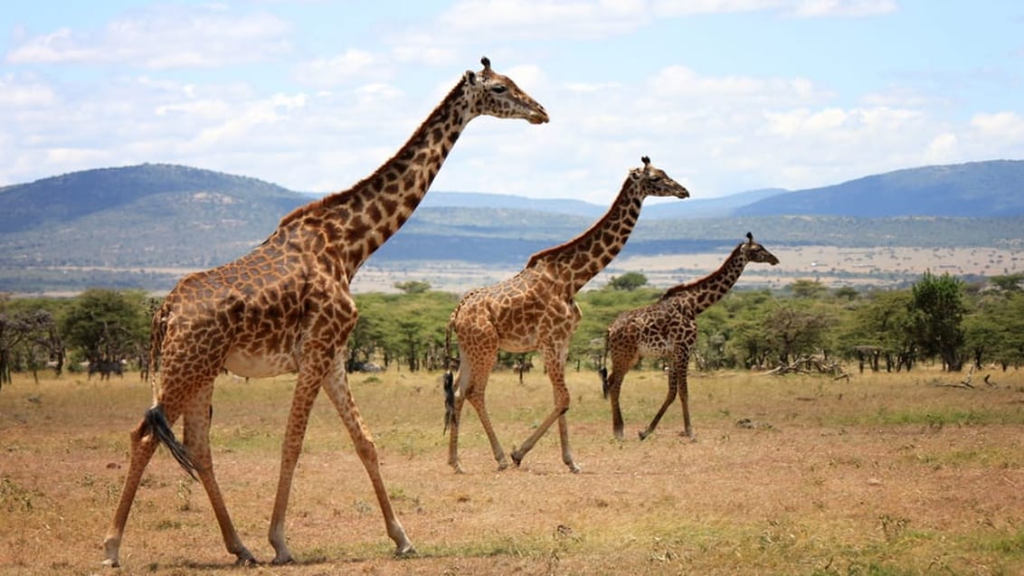 Giraffer, Masai Mara