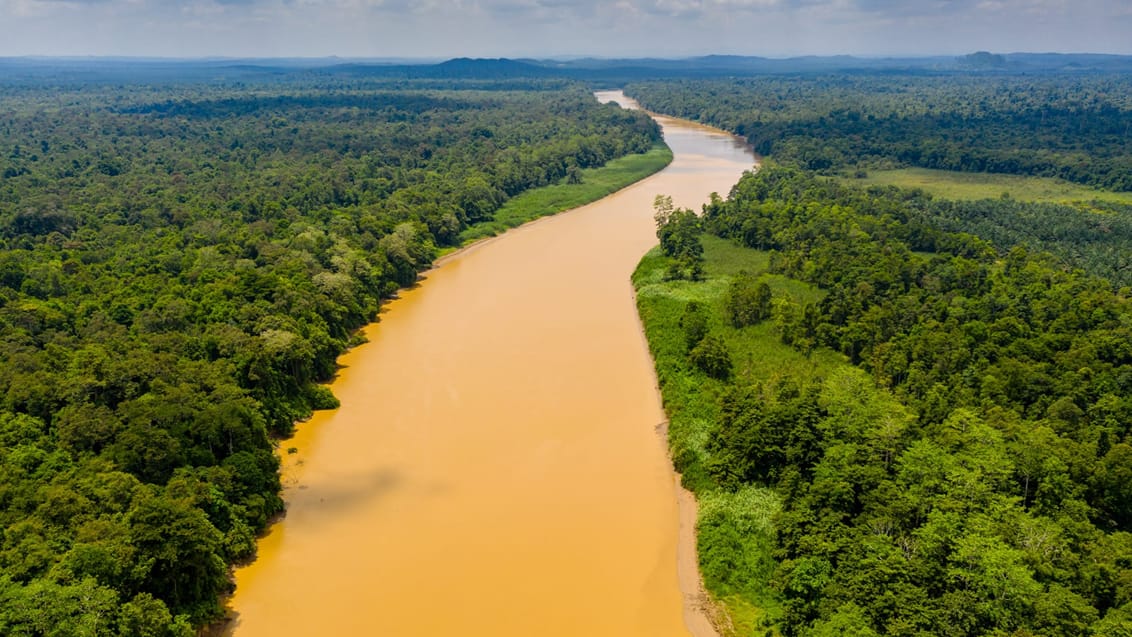 Kinabatangan floden, Borneo