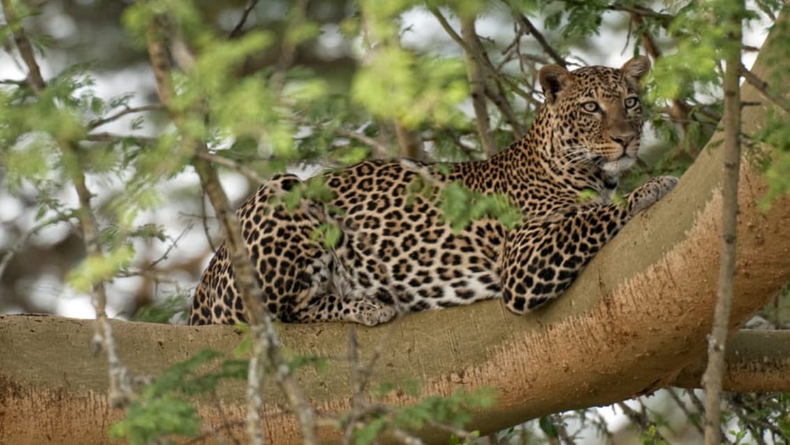 Leopard, Lake Nakuru National Park