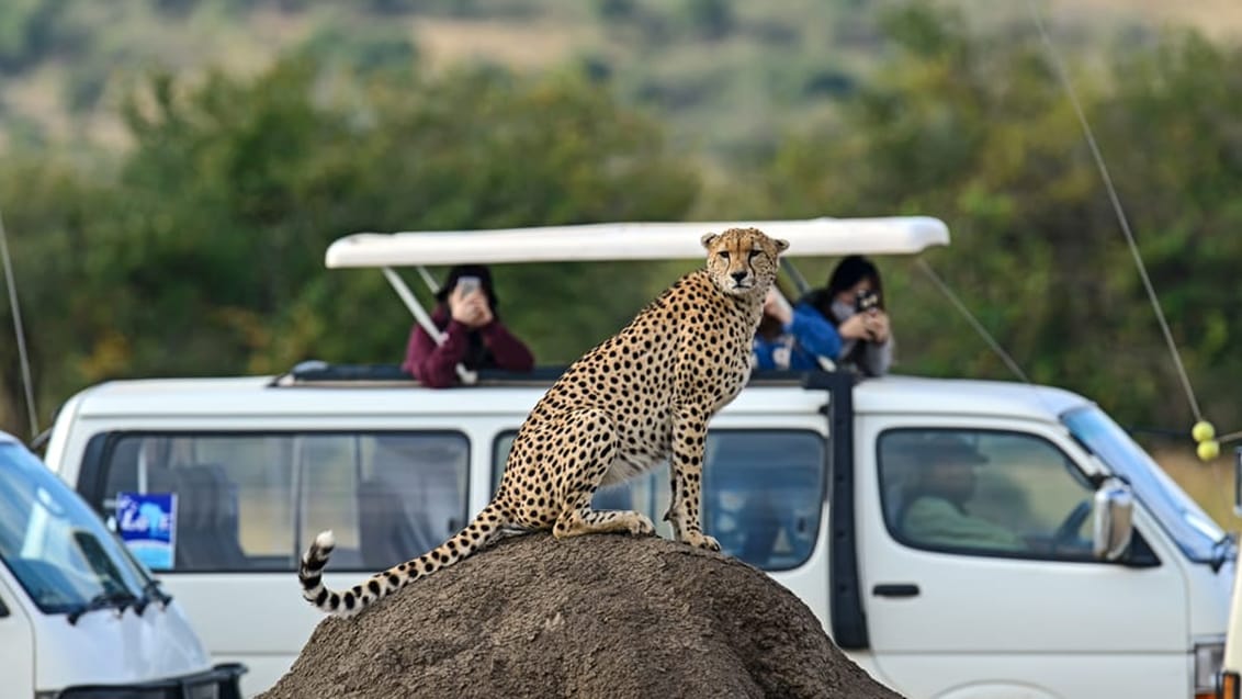 Leopard, Masai Mara