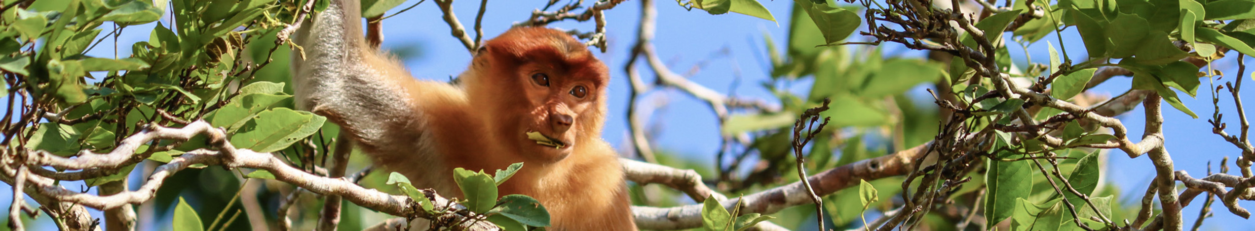 Næseabe i trætop, Borneo