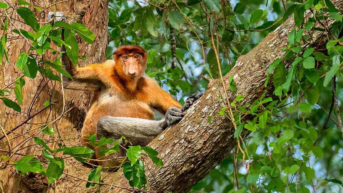Næseabe oppe i træ, Borneo