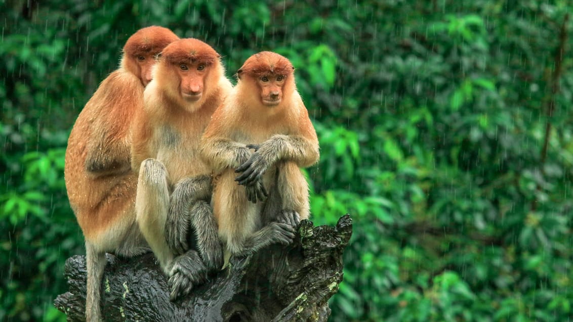 Næseaber kigger i træerne, Borneo
