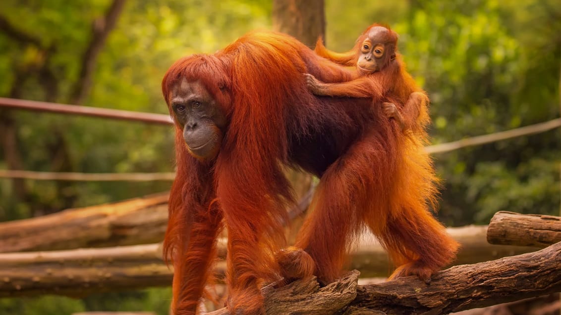 Orangutan med unge, Borneo