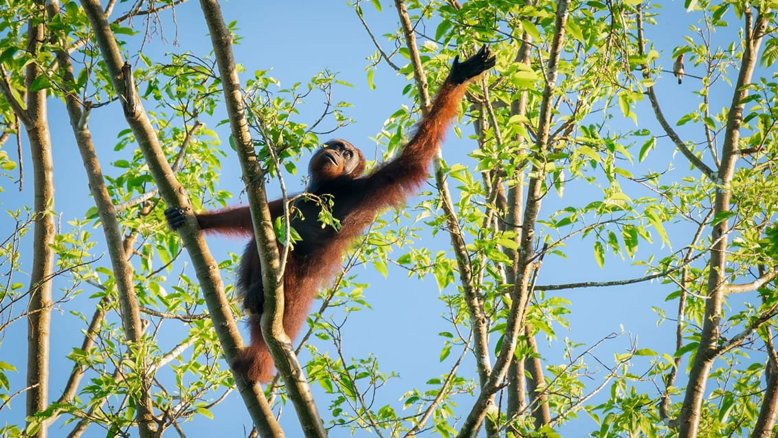 Orangutan oppe i træerne, Borneo