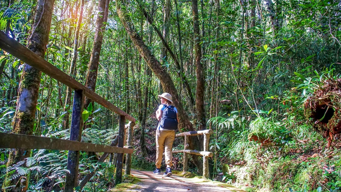 Sti i junglen, Borneo