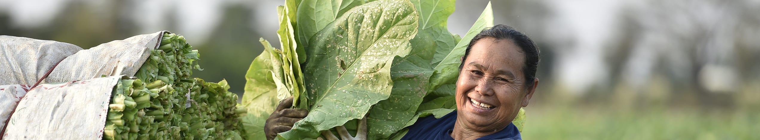 Tobaksbonde i Viñales, Cuba