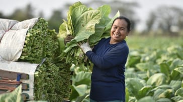 Tobaksbonde i Viñales, Cuba