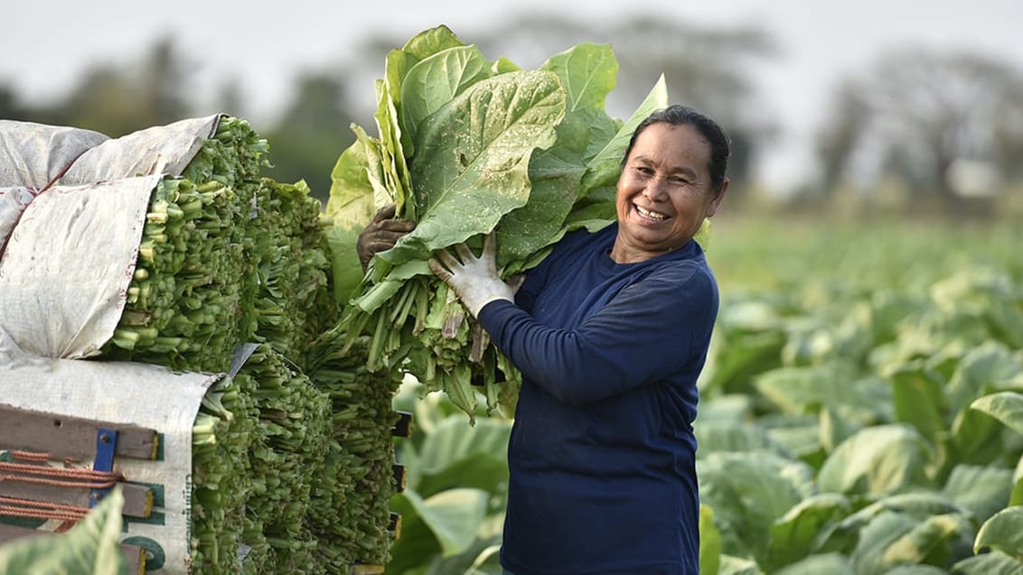 Tobaksbonde i Viñales, Cuba