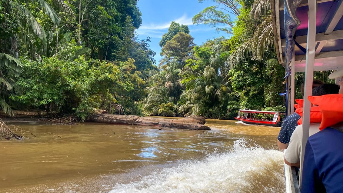 Tortuguero sejlads, Costa Rica