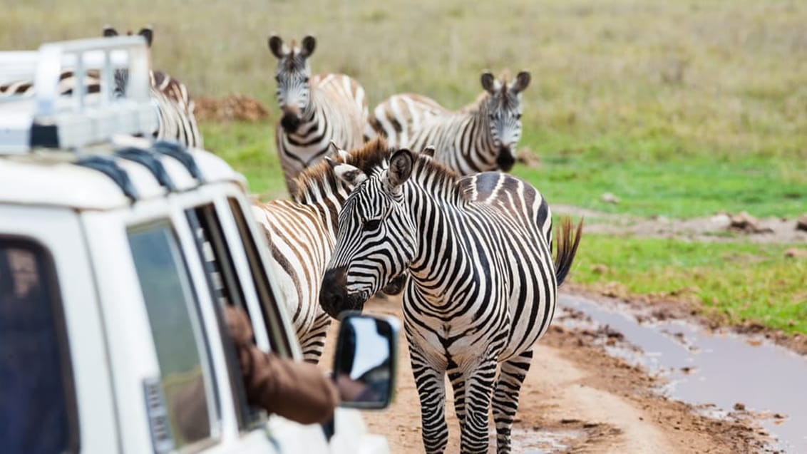 Zebra møde, Masai Mara
