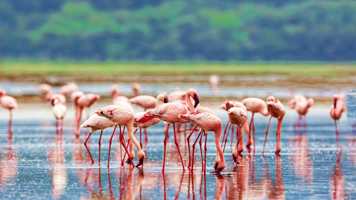 flamingo lake Nakuru