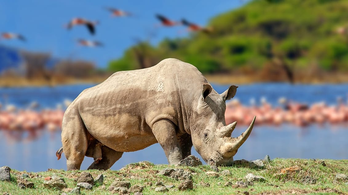 Næsehorn og flamingo Kenya