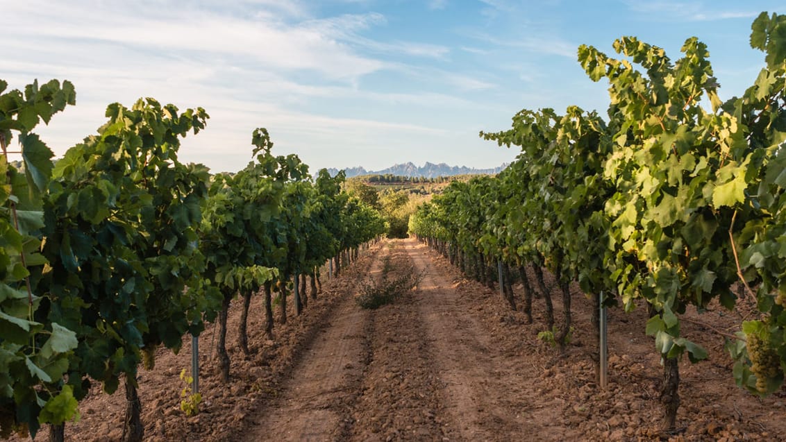 Penedes vinmarker, Catalonien, Spanien