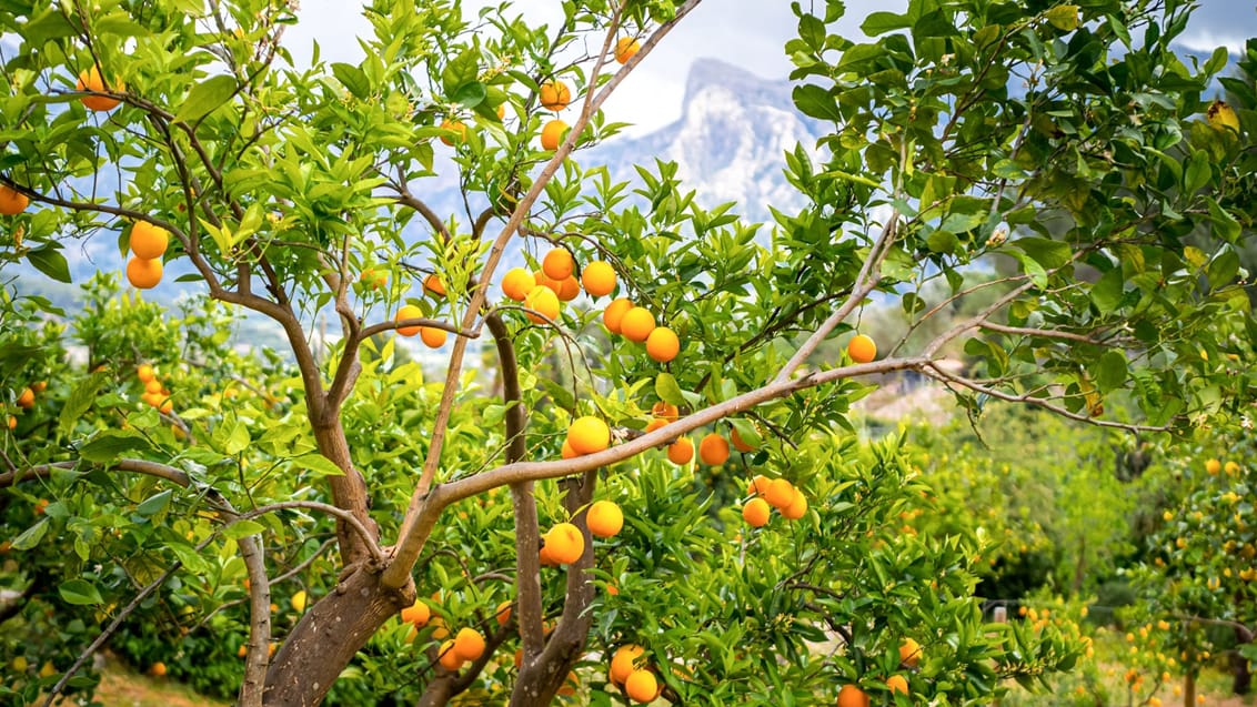 Appelsinlunde, Sóller, Mallorca