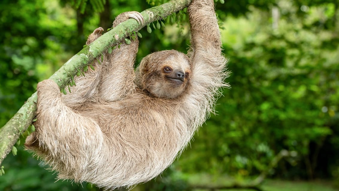 Dyreliv i Tortuguero, Costa Rica