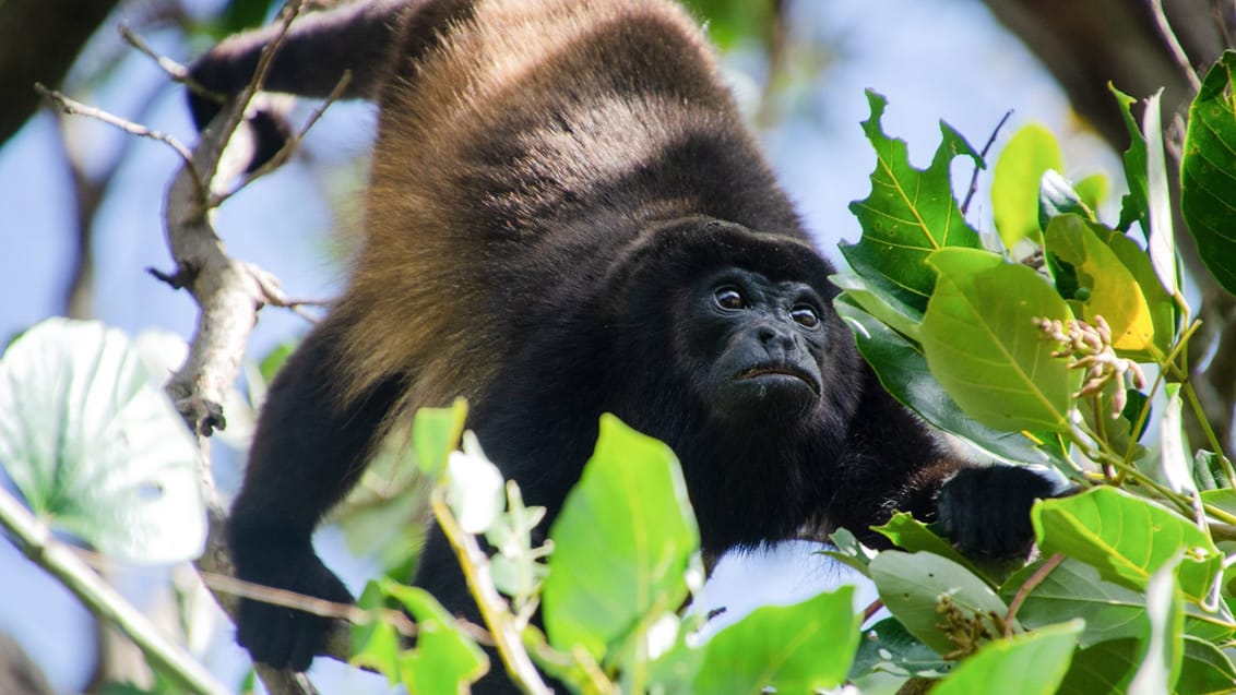 Dyreliv på Isla de Ometepe, Nicaraua