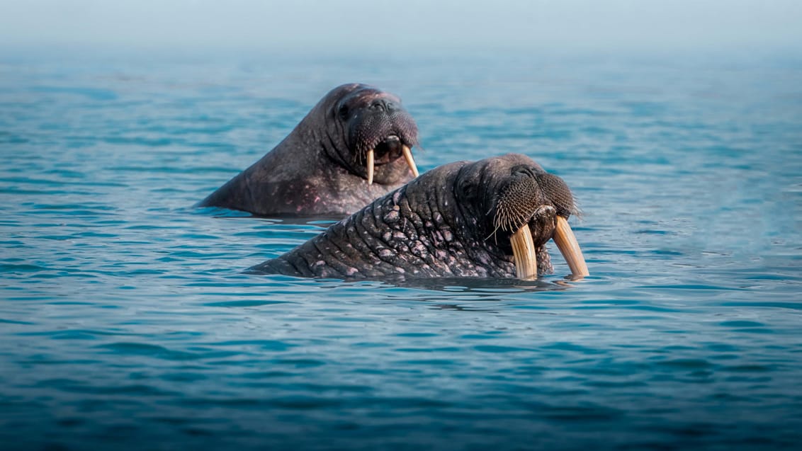 Tag med Jysk Rejsebureau på eventyr til Svalbard