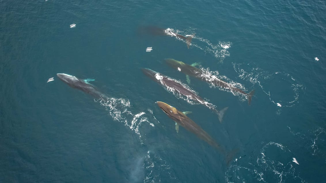 Tag med Jysk Rejsebureau på eventyr til Svalbard