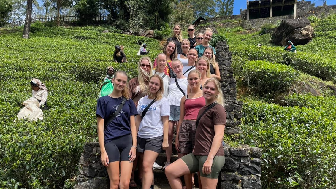 Te plantage, Sri Lanka