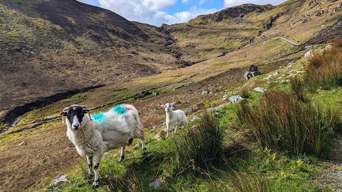 Vandring i vestlige Irland
