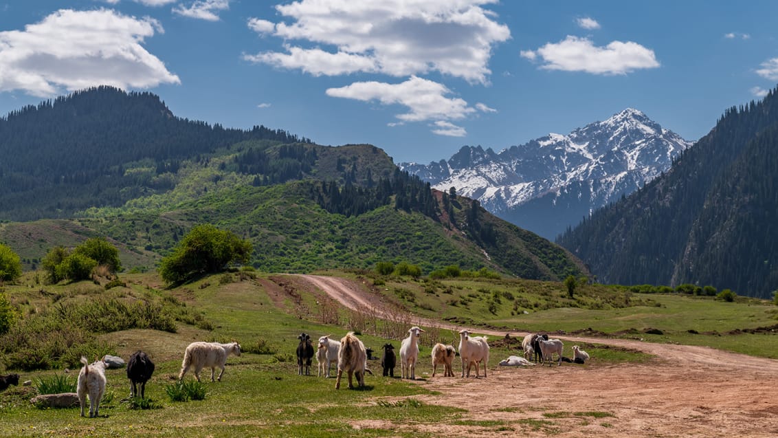 Vandring og nomadeliv i Kirgisistan