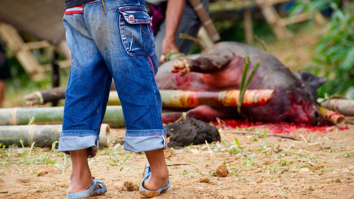 Ceremoni i Toraja, Sulawesi Ceremoni i Toraja, Sulawesi