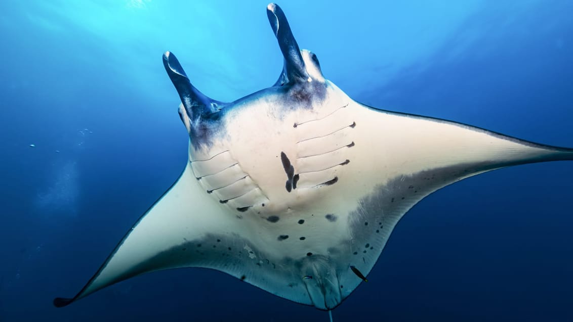 Djævlerokke, Nusa Penida, Indonesie