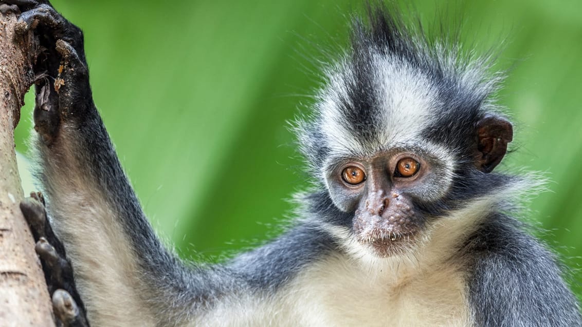 Dyreliv nær Bukit Lawang, Sumatra