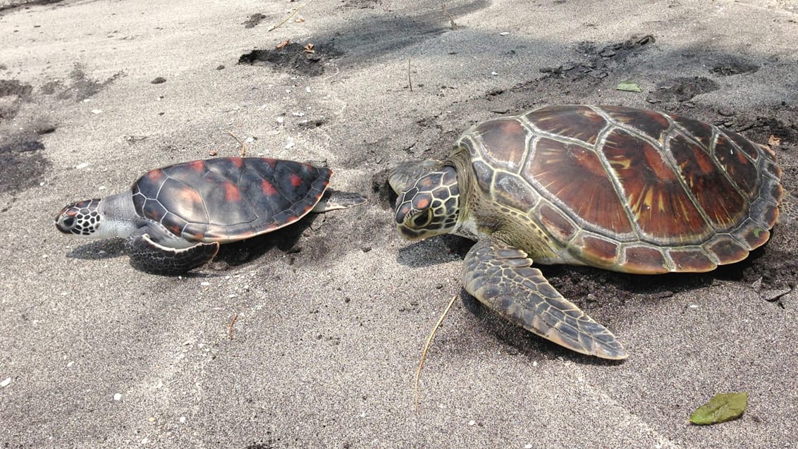 Frivilligt arbejde på Nusa Penida, Indonesien