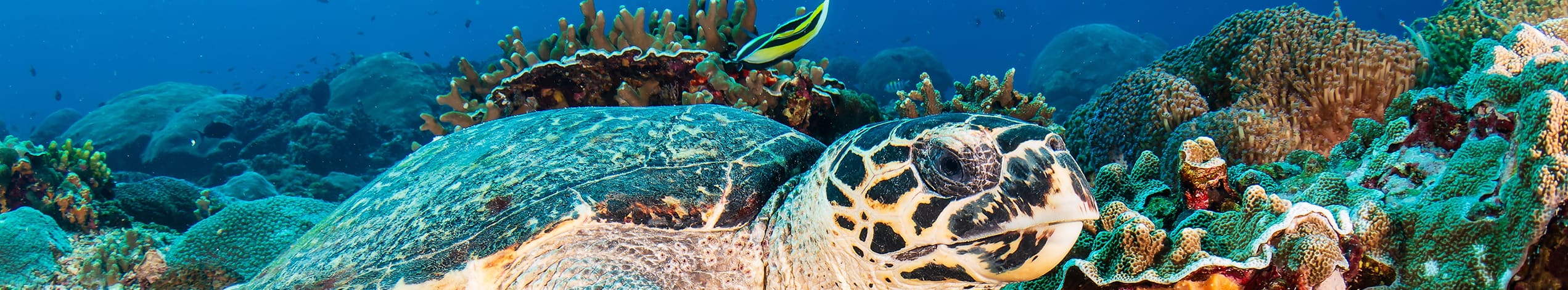 Havskildpadde, Nusa Penida, Indonesie