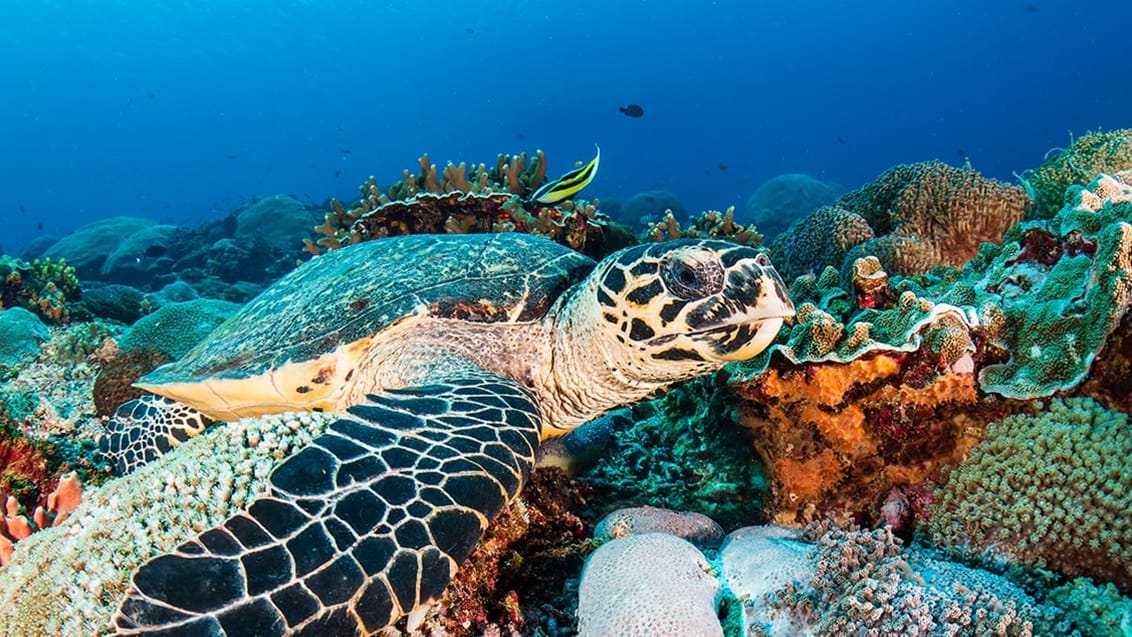 Havskildpadde, Nusa Penida, Indonesie