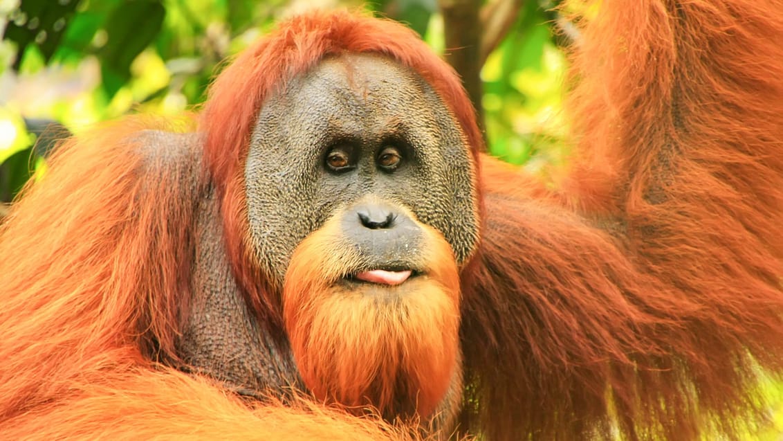 Orangutang, Gunung Leuser Nationalpark