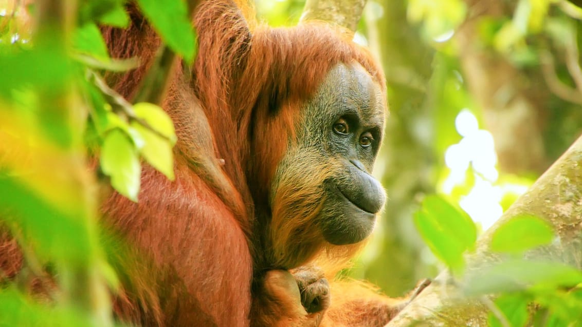 Orangutang, Gunung Leuser Nationalpark Orangutang, Gunung Leuser Nationalpark