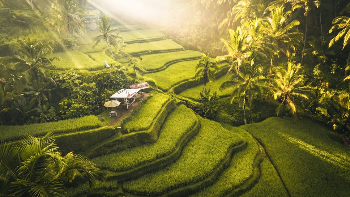 Rismarker i Ubud, Bali