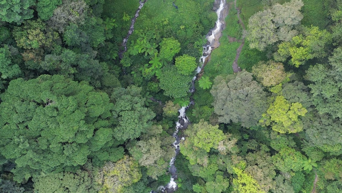 Sumatras jungle, Indonesien Sumatras jungle, Indonesien