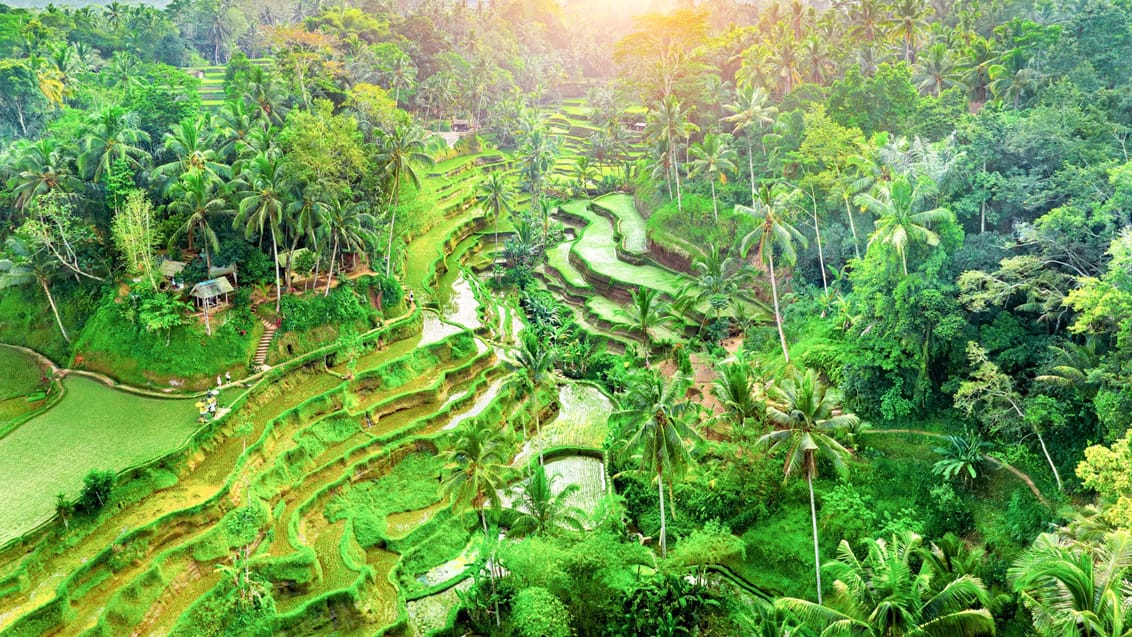 Tegalalang rismarker, Bali