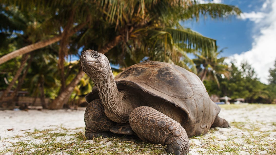 Landskildpadde, Mauritius