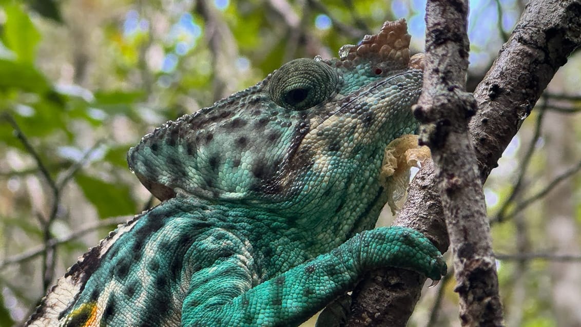 Det er med at have skarpe øjne når man spotter dyr i Madagaskar