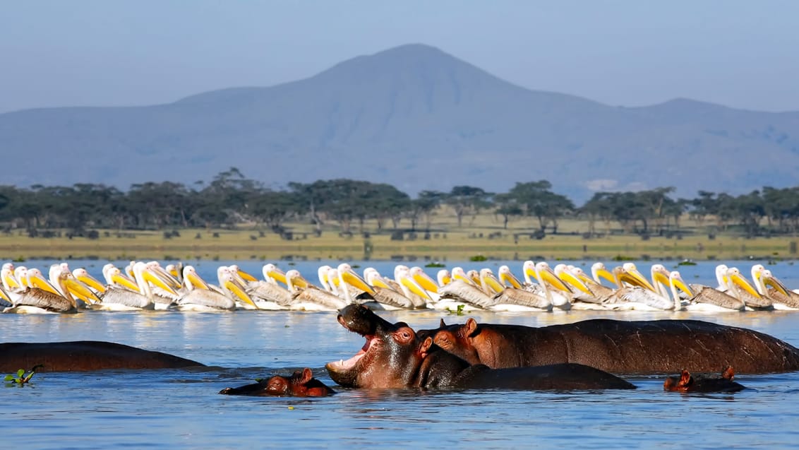 Flodheste og pelikaner i Lake Naivasha