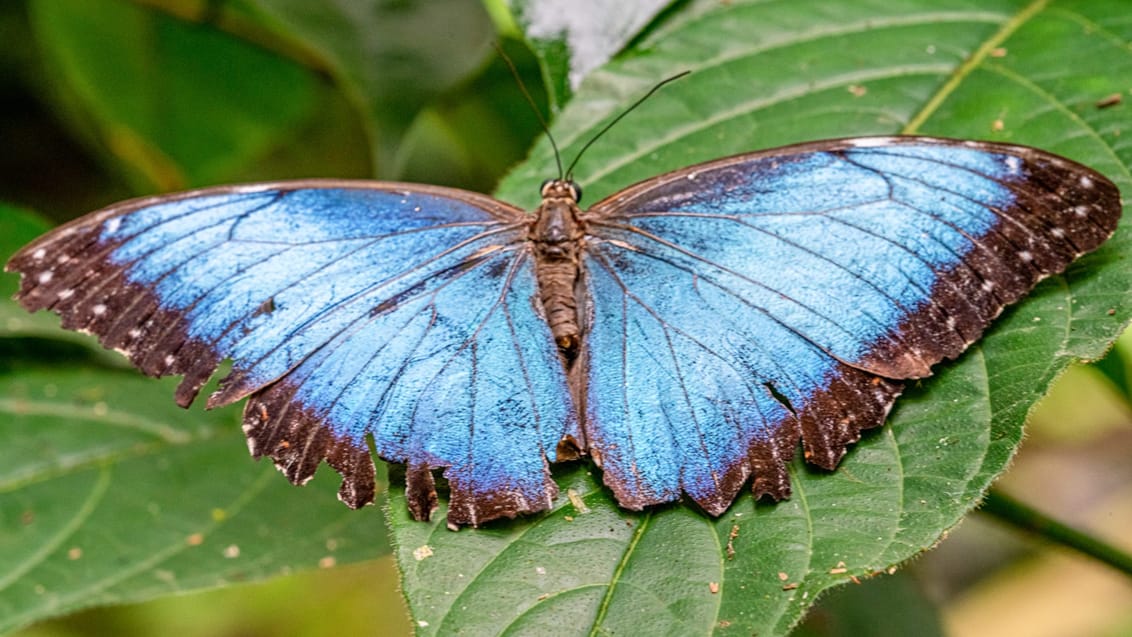 Costa Ricas vilde natur