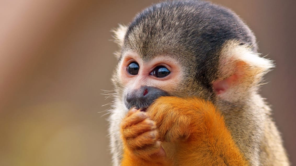 Costa Ricas vilde natur