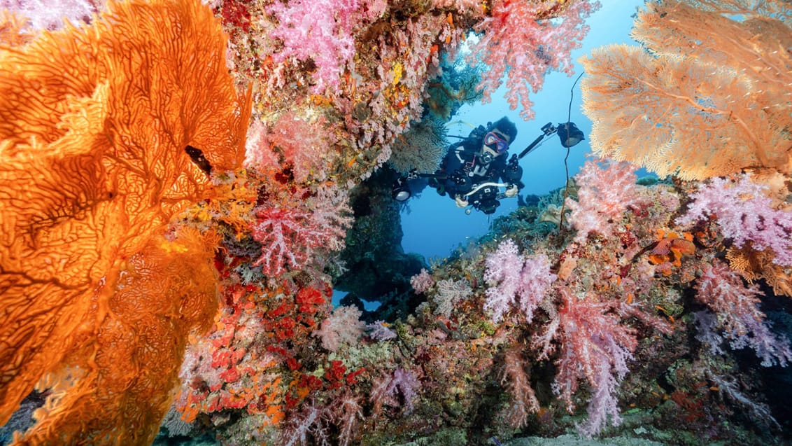 Dykning, Menjangan Nationalpark, Bali