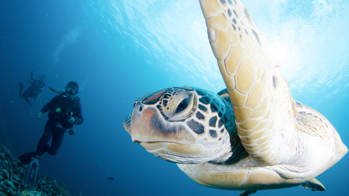 Dykning og havskilpadder på Gili-øerne Dykning og havskilpadder på Gili-øerne